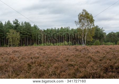 Landscape With Green Kempen Forests In North Brabant, Netherlands In Autumn