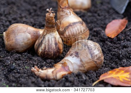 Autumn Garden Works, Shovel And Spring Flowers Bulbs Ready For Planting