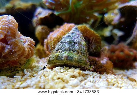 Turban Salt Water Snail - ( Tectus Fenestratus )