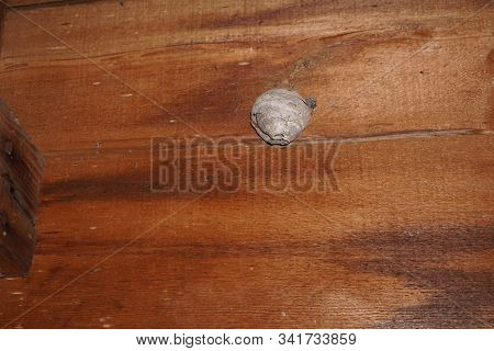 An Old Paper Wasp (polistes Dominula) Nest Attached To The Wooden Wall Of A Shed In Harbor Springs, 