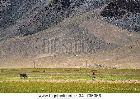 Pastoral Scenery Of A Woman Walking Towards A Cow On Pastures At The Foot Of Rocky Mountains In Pami