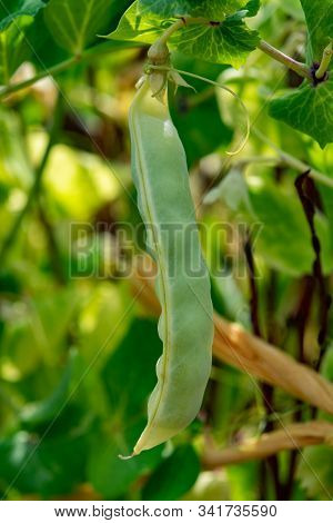 Ripe English Garden Peas Plant, Big Green Pea Pods, Close Up