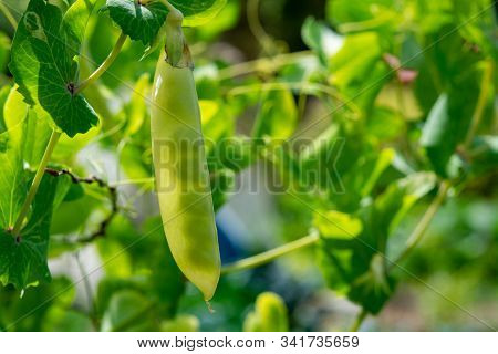 English Garden Peas Plant, Ripe Yellow Pod With Shine Through Peas Close Up