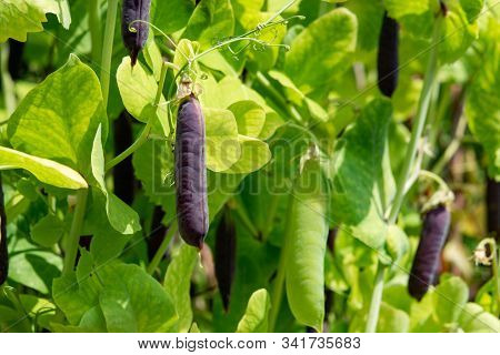 Ripe English Garden Peas Plant, Pea Pods Blauwschokkers, Close Up