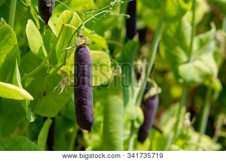 Ripe English Garden Peas Plant, Pea Pod Blauwschokkers, Close Up