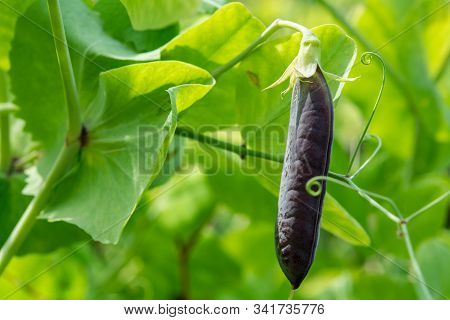 Ripe English Garden Peas Plant, Pea Pod Blauwschokkers, Close Up