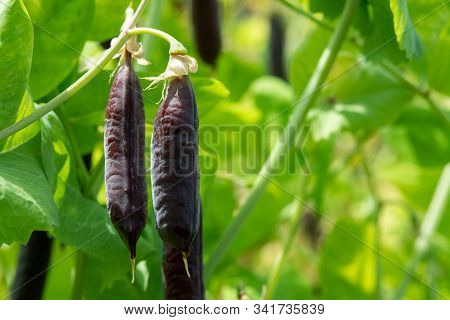 Ripe English Garden Peas Plant, Pea Pod Blauwschokkers, Close Up