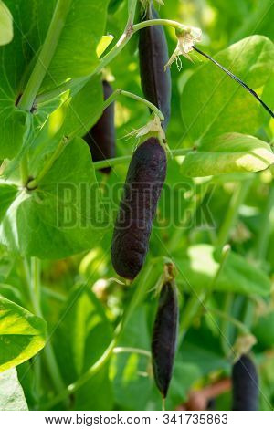 Ripe English Garden Peas Plant, Pea Pod Blauwschokkers, Close Up