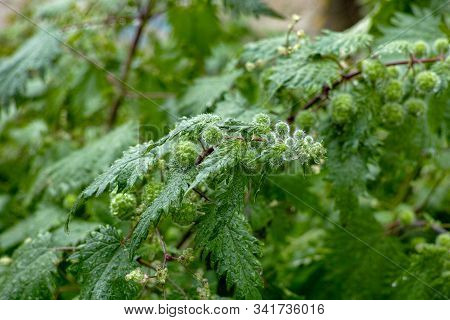Urtica Pilulifera Or Roman Nettle Green Plant Flowering With Small Balls In Spring Season, Botany Ba