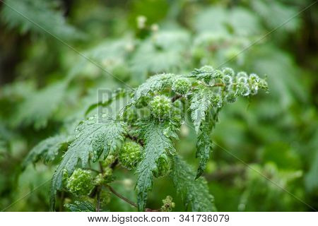 Urtica Pilulifera Or Roman Nettle Green Plant Flowering With Small Balls In Spring Season, Botany Ba