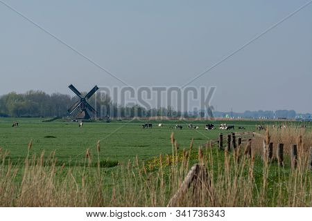 View On Traditional Dutch Wind Mill And Cows On Green Pasture, Spring Landscape In North Holland, Th