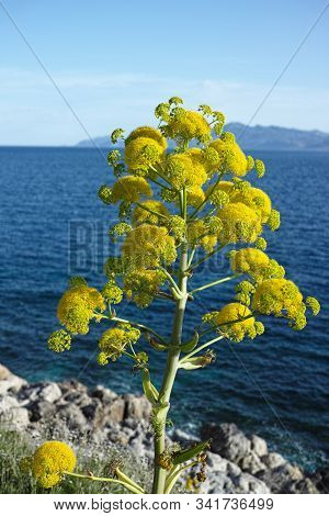 Ferula Communis Or Giant Fennel Plant In Blossom With Big Yellow Umbrella Flowers Near Monamvasia, G