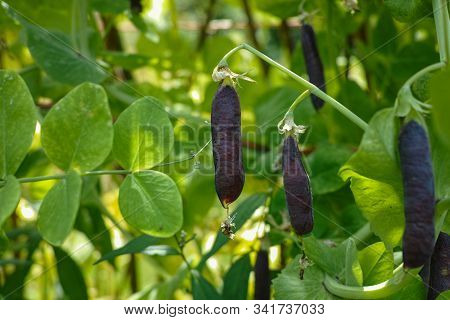 Ripe English Garden Peas Plant, Pea Pod Blauwschokkers, Close Up