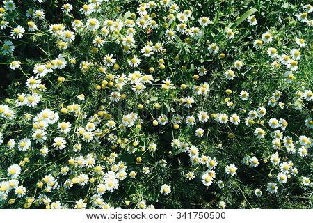 White Cutter Flower, White Solidago Canadensis, Close-up Cutter Flower Background, White Daisy Flowe
