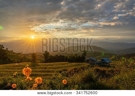 Beautiful Rice Terraces During Sunset In Pa Bong Piang, The Rural Village In Chiangmai, Thailand