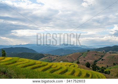Beautiful Rice Terraces In Pa Bong Piang, The Rural Village In Chiangmai, Thailand