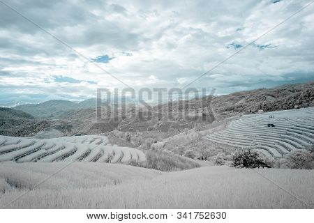 Beautiful Rice Terraces In Pa Bong Piang, The Rural Village In Chiangmai, Thailand In Infrared Photo