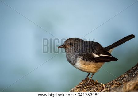 Oriental Magpie Robin Or Copsychus Saularis Also Bangladesh National Bird Close Up At Keoladeo Natio