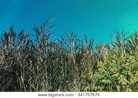 The View Of The Leaves With A Blue Sky In Thailand, Soft Focus With Green Leaves That Are Blue Space