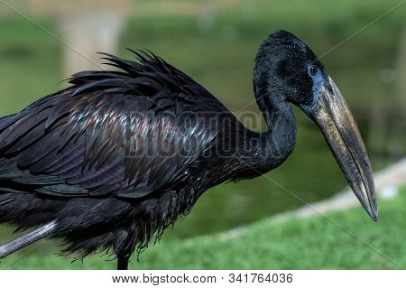 The African Openbill (anastomus Lamelligerus) Is A Species Of Stork In The Family Ciconiidae Standin