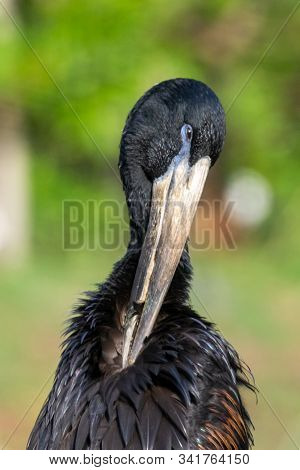 The African Openbill (anastomus Lamelligerus) Head Close Up, Is A Species Of Stork In The Family Cic