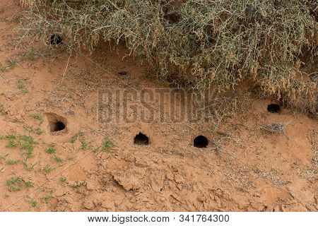 The Hole In The Sand Dunes Of The United Arab Emirates Of A Nocturnal Lizard Or Rodent. Not To Be Fo