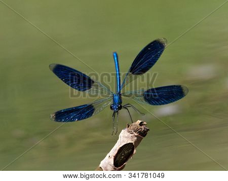 dragonfly outdoor in summer (coleopteres splendens)