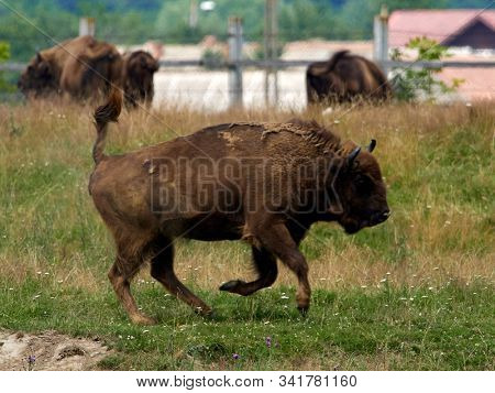 small herd of European bison (Bison bonasus), also known as Wisent or the European wood bison grazing
