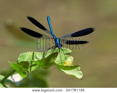 dragonfly outdoor in summer (coleopteres splendens)