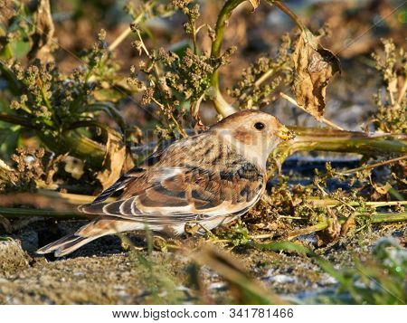 Snow Bunting (Plectrophenax nivalis) male in winter plumage