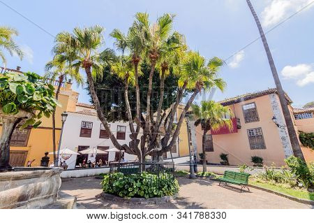 Wonderful Palm Tree With Several Cups In A Square In The Center Of Icod De Los Vinos. April 14, 2019