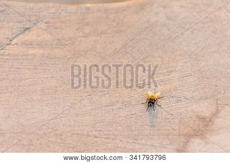 Sun Rays Falling On Housefly