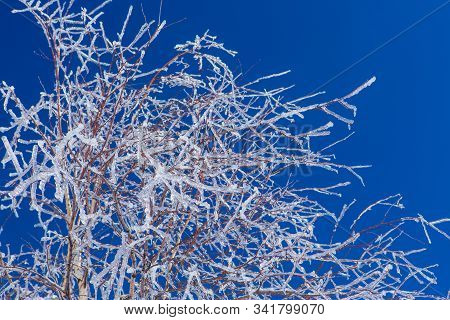 Bearch Tree Branches Coveres With Ice. Beautiful Winter Landscape.
