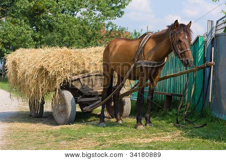 Pferd mit einer Karre geladen-Heu