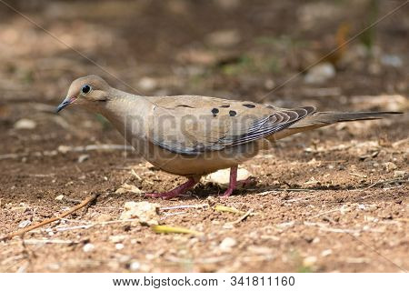 American Mourning Dove (zenaida Macroura) On The Ground