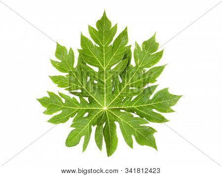One Large Papaya Leaf On A White Background With Clipping Path