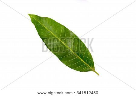 One Mango Leaf On A White Background With Clipping Path.