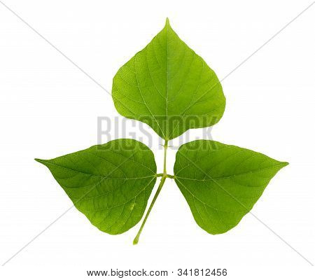 Pea Leaves On A White Background With Clipping Path.