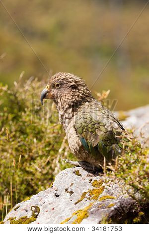 Portret van NZ alpine papegaai Kea, Nestor notabilis