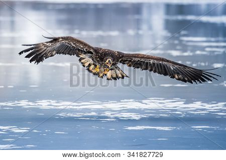 Adult White-tailed Eagle In Flight. Blue Sky Background. Scientific Name: Haliaeetus Albicilla, Also