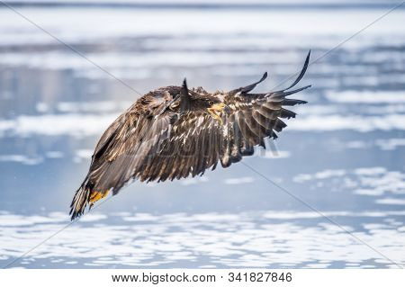 Adult White-tailed Eagle In Flight. Blue Sky Background. Scientific Name: Haliaeetus Albicilla, Also