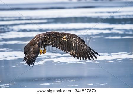 Adult White-tailed Eagle In Flight. Blue Sky Background. Scientific Name: Haliaeetus Albicilla, Also