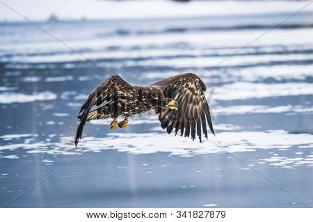 Adult White-tailed Eagle In Flight. Blue Sky Background. Scientific Name: Haliaeetus Albicilla, Also