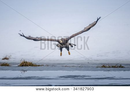 Adult White-tailed Eagle In Flight. Blue Sky Background. Scientific Name: Haliaeetus Albicilla, Also