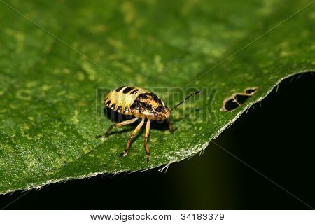 Stinkbug