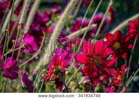 Colourful Arrangement Of Several Purple 