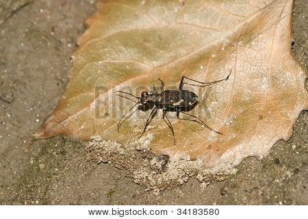 Insekter