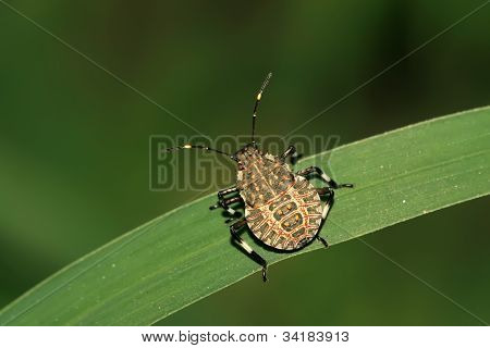 Stinkbug