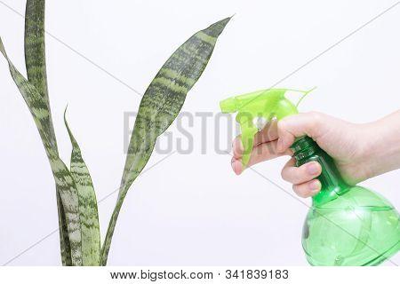 Spraying Water On Indoor Plants. In The Hand Is A Spray Bottle With Water. Hydration Of Plants, Wash