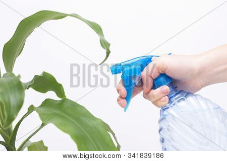 Spraying Water On Indoor Plants. In The Hand Is A Spray Bottle With Water. Hydration Of Plants, Wash